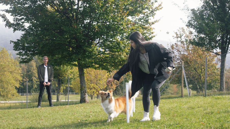 Frau spielt mit Hund auf der Wiese 